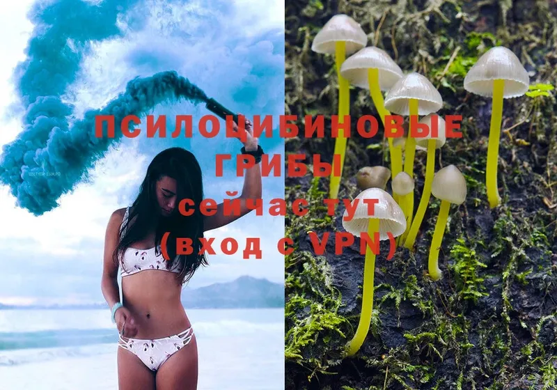 Галлюциногенные грибы Psilocybe  где продают   Канск 